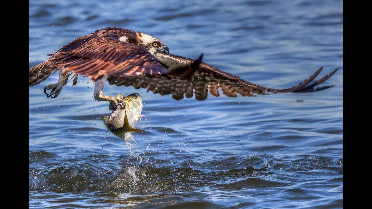 The Canon 5DS/5DSR for Wildlife: 50 Megapixels Sounds Amazing Until You Actually Think It Through