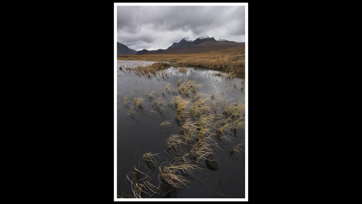 Reeds creating directional lines into the frame