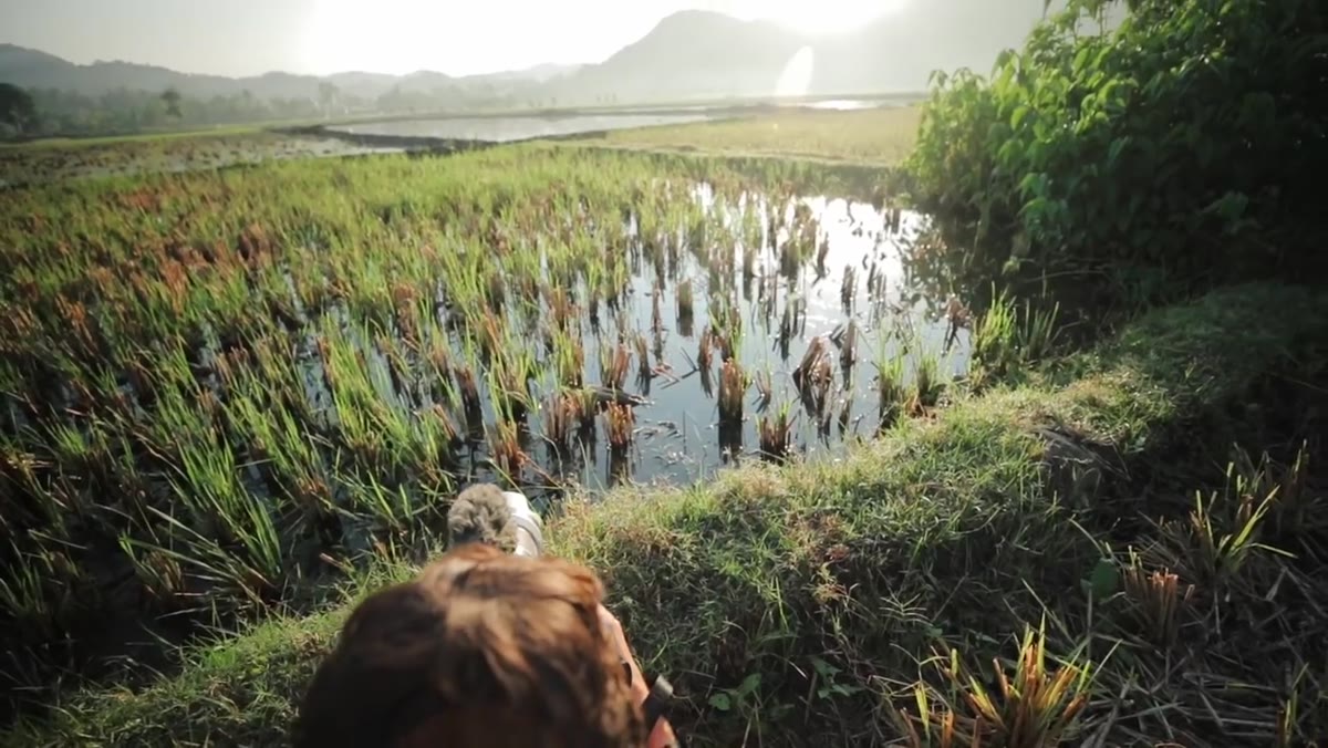 Wide shot of palm tree and figure in Indonesian rice field