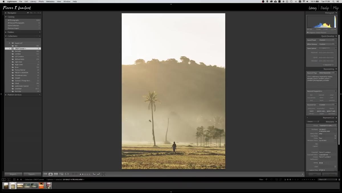 Before and after crop comparison of the palm tree image