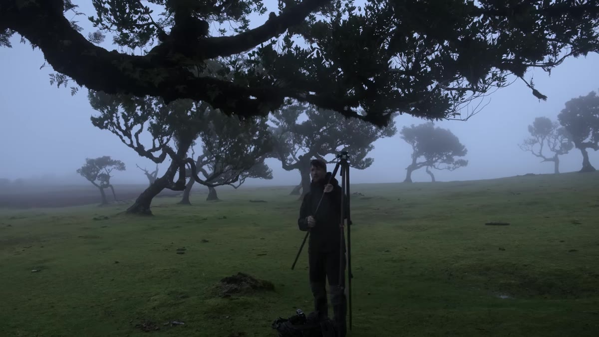 Fog rolling through the forest as wind picks up