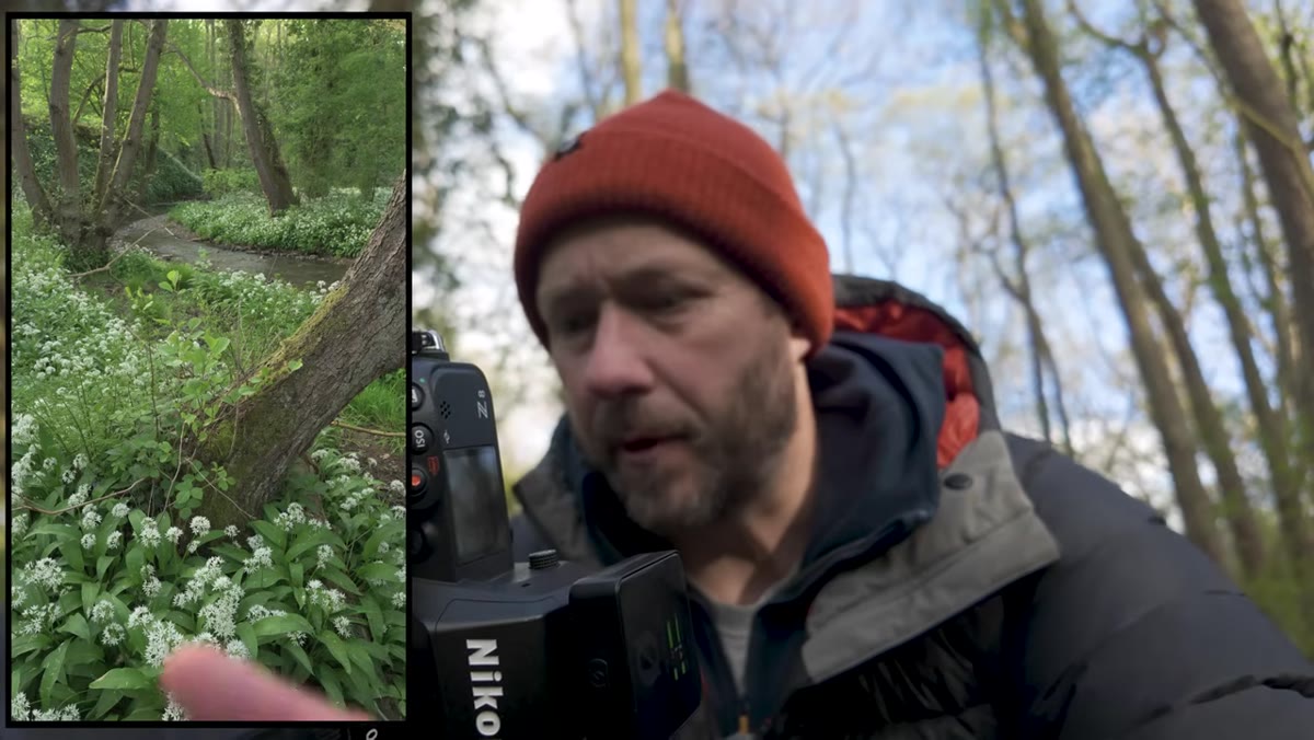 Two trees leaning at opposing angles in woodland