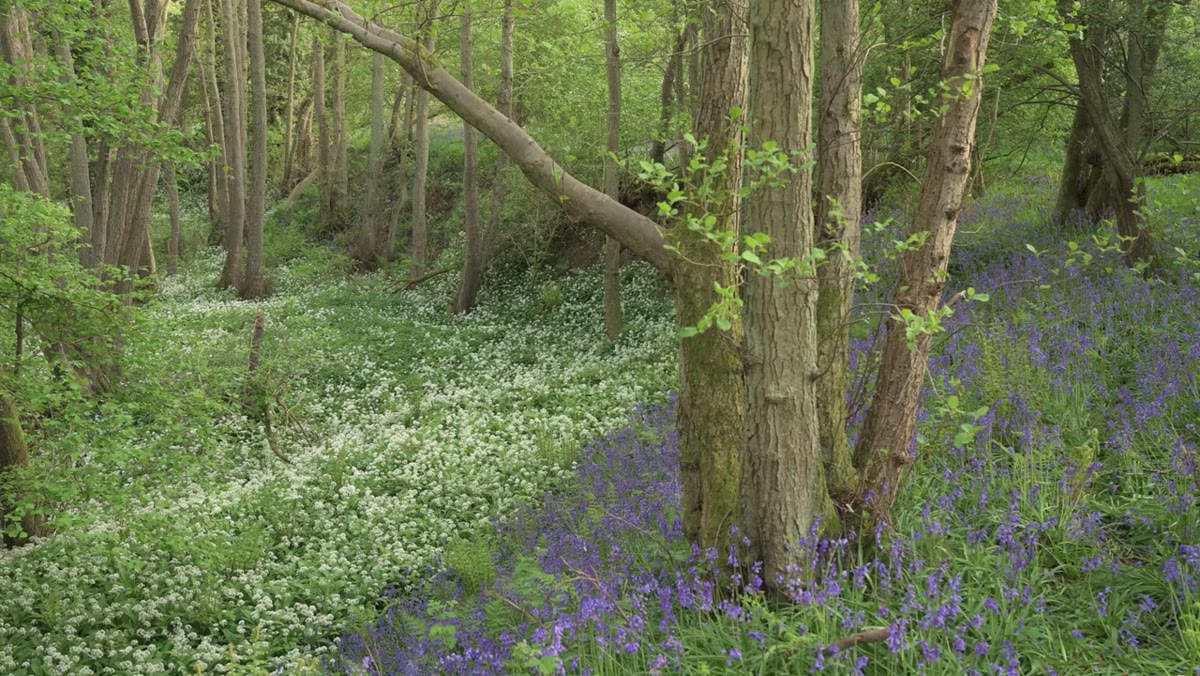 Curving line of wild garlic leading through trees