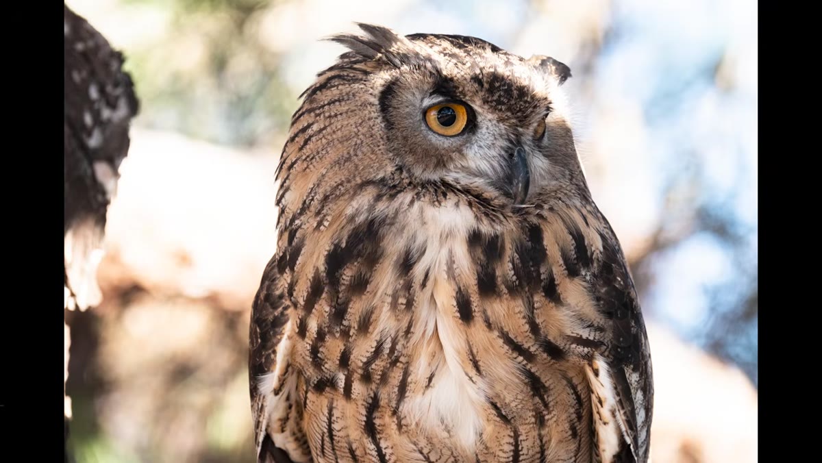 Autofocus locking onto owl&rsquo;s eye in live view