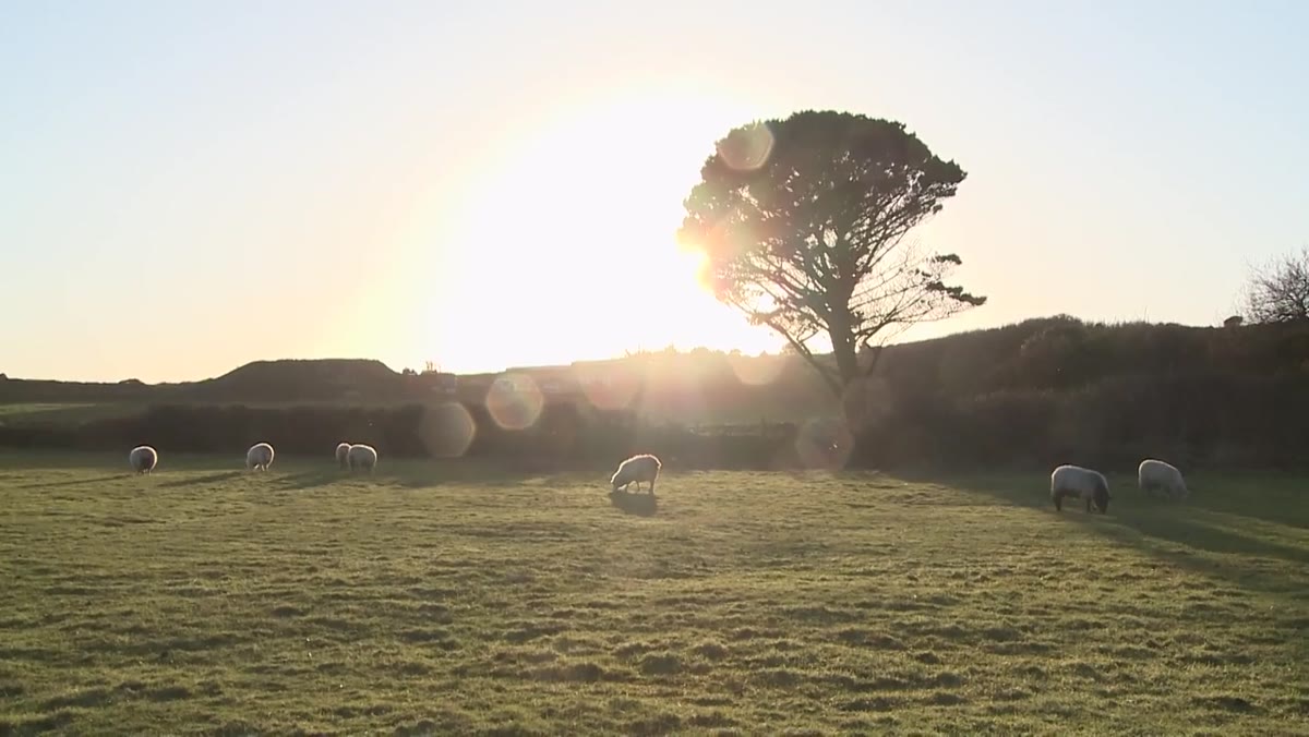 Backlit sheep in field with sun behind them