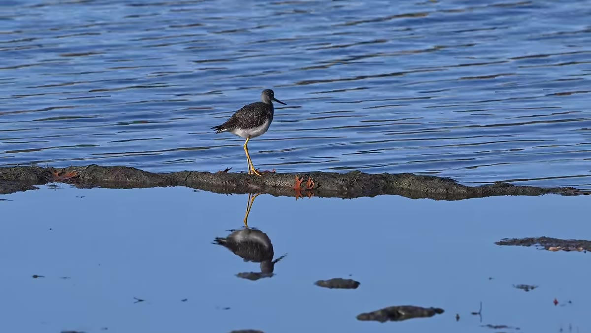 Virtual zoom demo on prime lens in live video