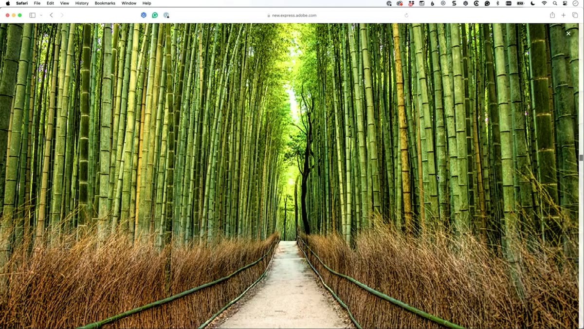 Bamboo forest shot appearing nearly empty despite being packed with tourists