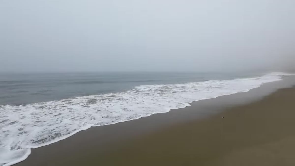 Tight frame of pelican with heavily blurred ocean background
