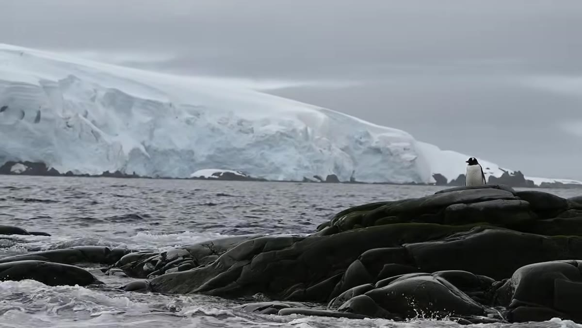 Penguin shot from zodiac showing background isolation problems