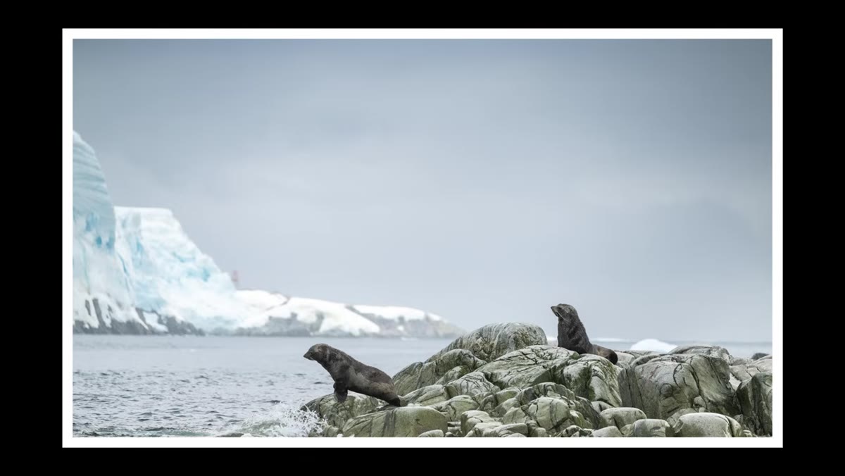 Discussion of waiting for animal behavior to match the scene