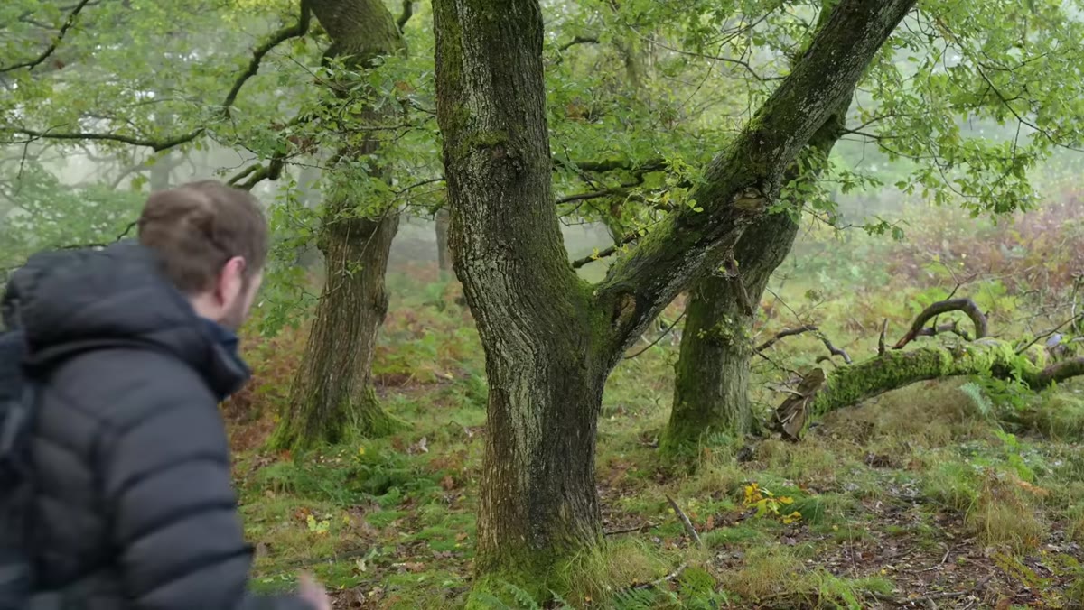 Danson evaluating a V-shaped tree with overhanging branch