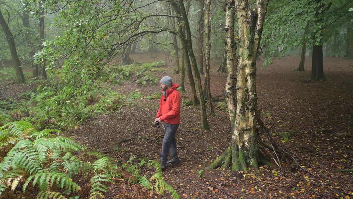 Wide composition showing deliberate tree placement at frame edges