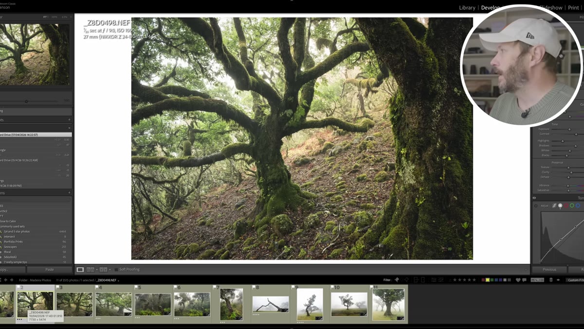 Single tree anchoring the left edge of the frame