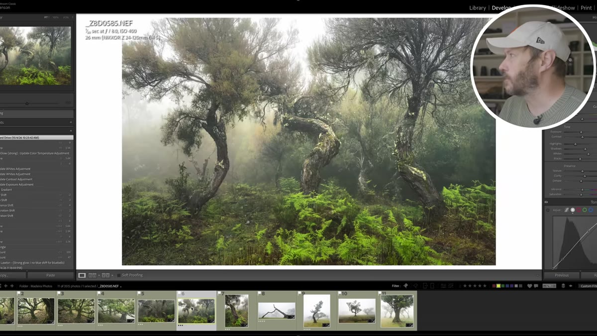 Wider version of fern and tree composition showing extra sky