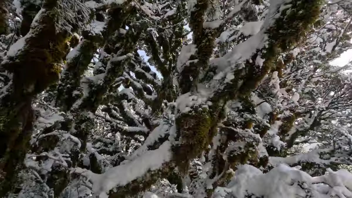Golden light hitting the forest trail between snow-covered trees