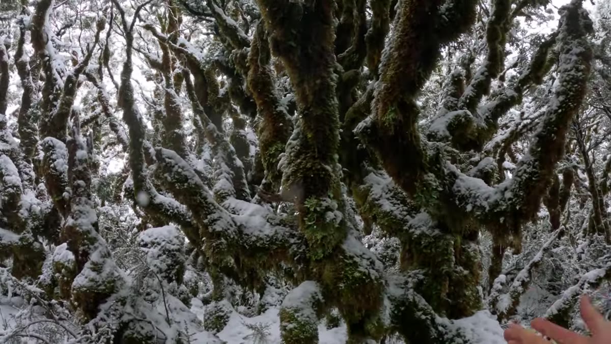 Patino framing snow-covered branches with weight distributed across the shot