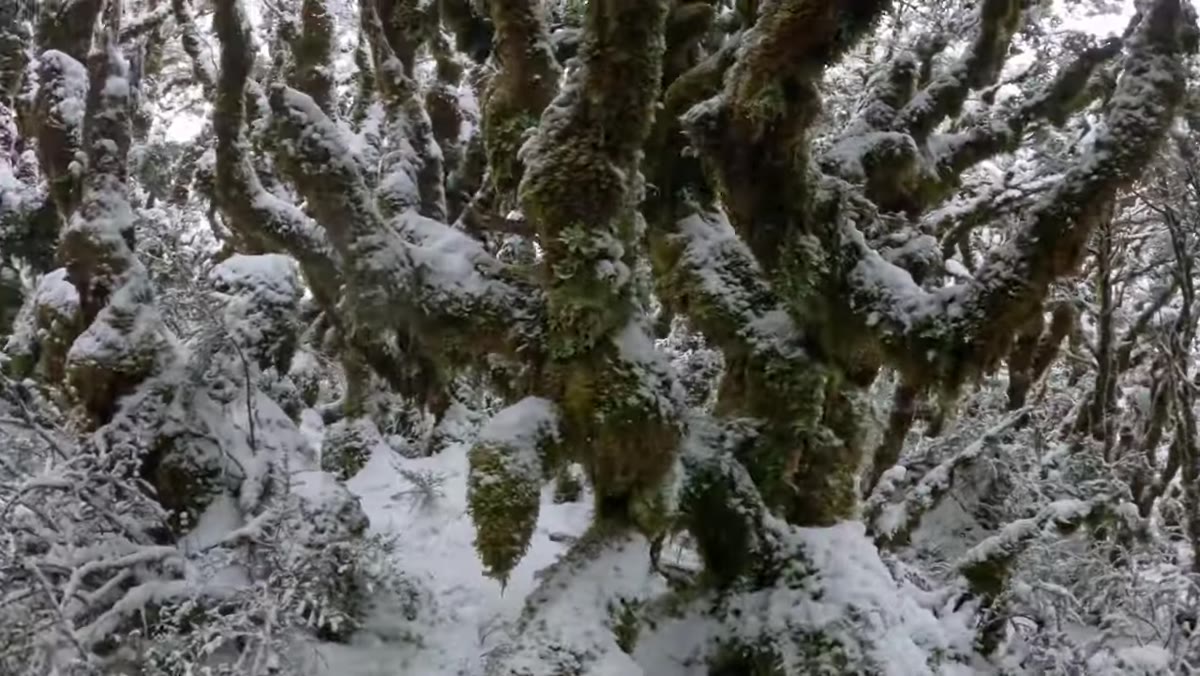 Light snowfall beginning to fall through the trees during the shot