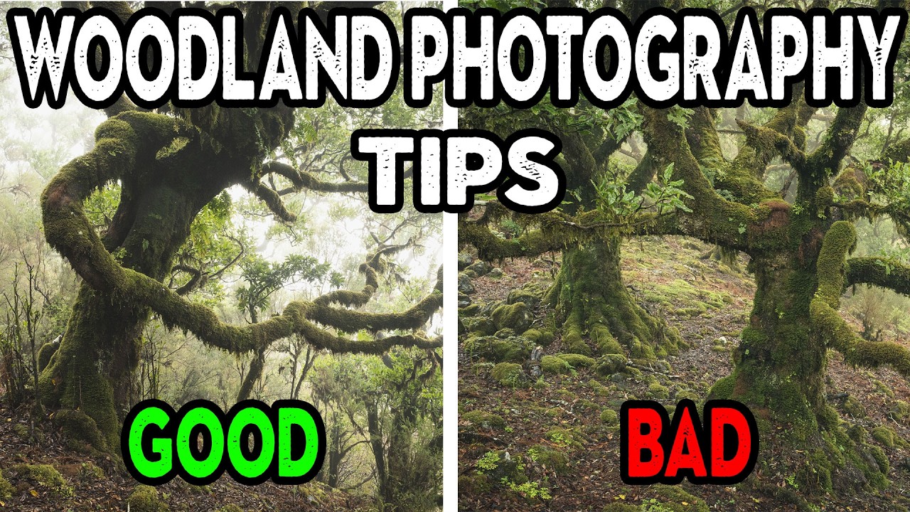 Why Your Woodland Photos Feel Flat (And What Nigel Danson's Composition Review Fixed For Me)